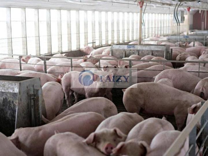يمكن تغذية سيقان الذرة للخنازير والماشية ورفع الأعلاف بعد معالجتها.