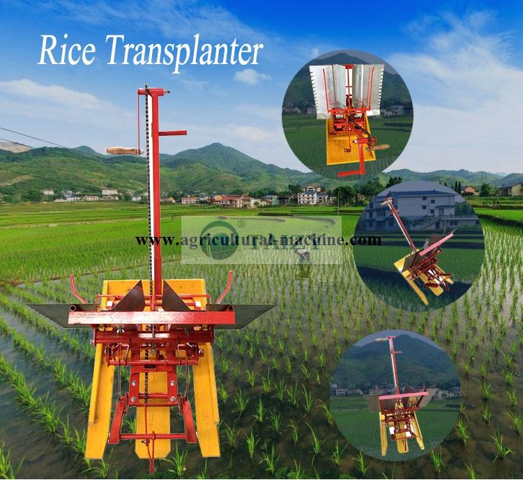 Transplanteur de riz