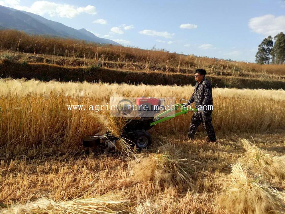 Harvesting-Rice10