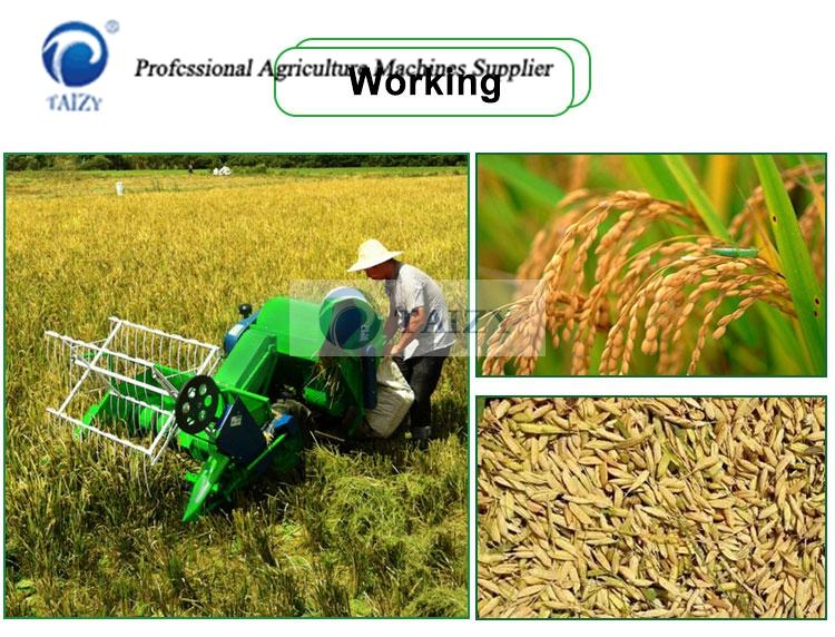 موقع العمل لآلة حصاد الأرز
