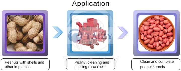 peanut kernels processed by peanut sheller