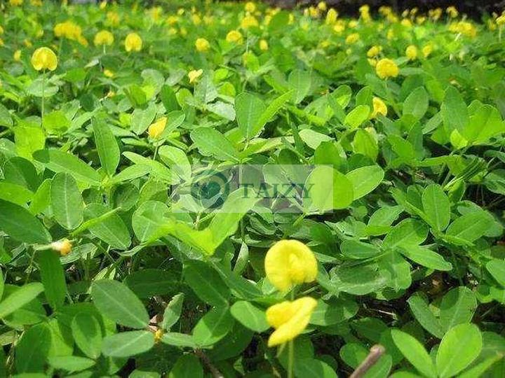 Peanut Shelling Machine Exported To Many Countries In Africa 2 Planting Of Peanuts