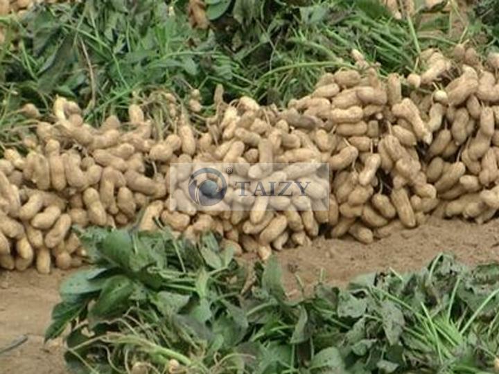 High Yield Management Of Peanuts And Recommendations For Harvesting 1 Peanut Harvester