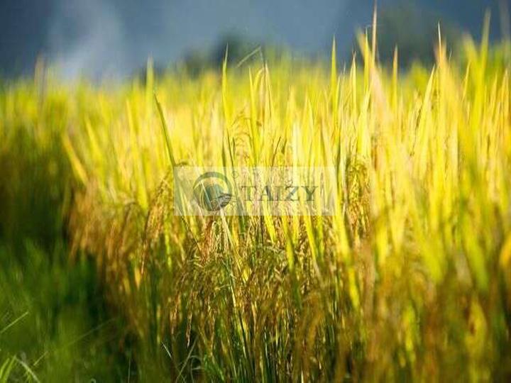 Mechanization of Rice Nursery Seedling Cultivation rice seedling machine