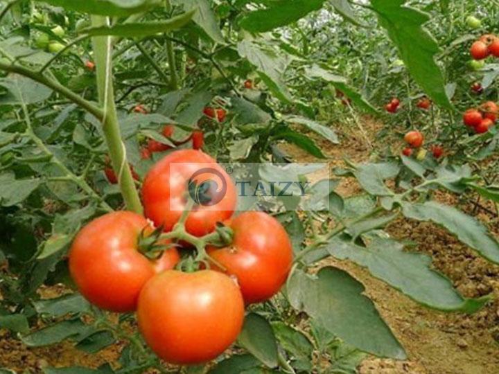 3 Tomatoes Nursery Seedling Machine Sold To Africa 4 Tomato Seedlings