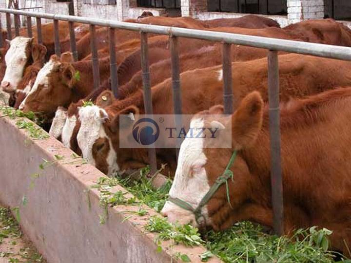How To Reduce Feed Waste By Using Silage Hay Baler Machine 2 Silage-For-Cattle
