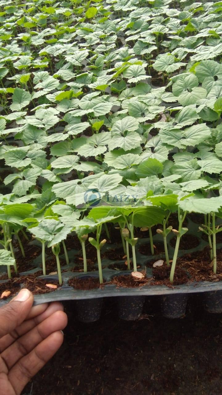 nursery seedling Taizy Machinery Co., Ltd