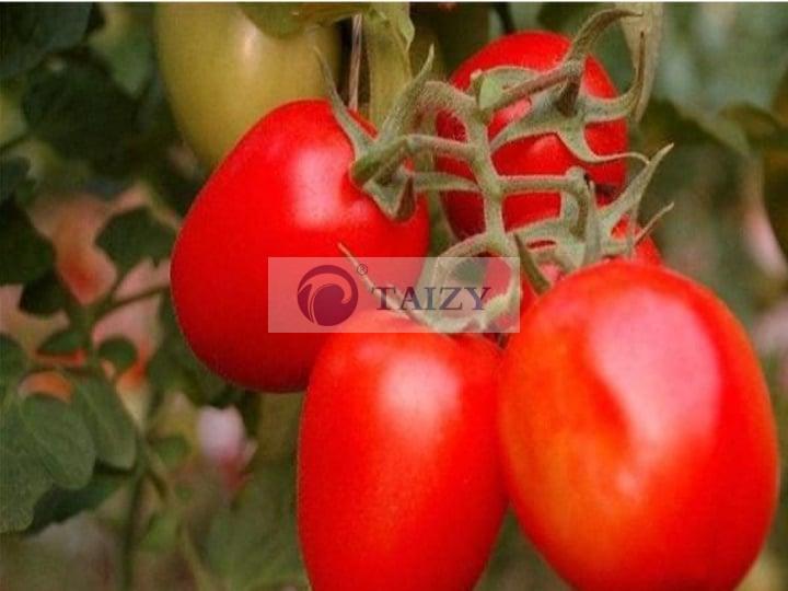 ζωηρός ντομάτας