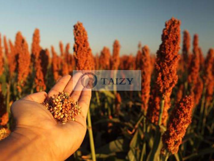 Sorghum Thresher | Millet Thresher | Pearl Millet Thresher 2 Sorghum