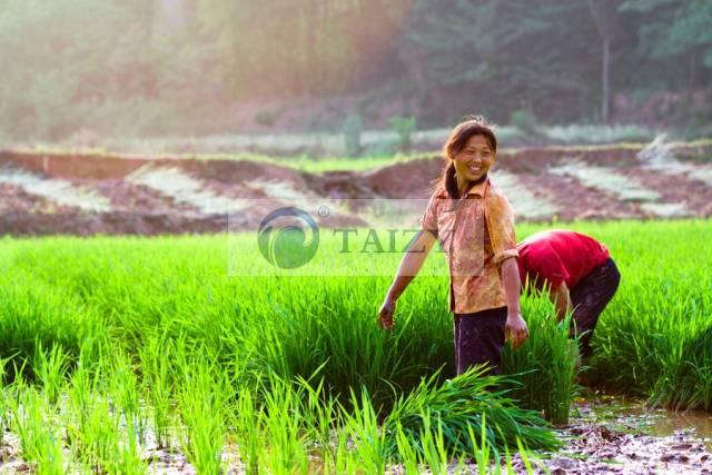 Manual transplanting Manual transplanting