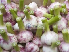 Knoblauch