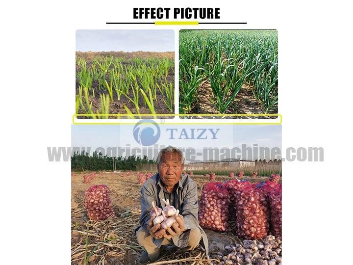 Garlic Planter | Garlic Sowing Machine For Sale 4 Garlic Harvesting