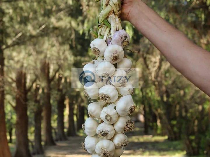 Garlic Planting