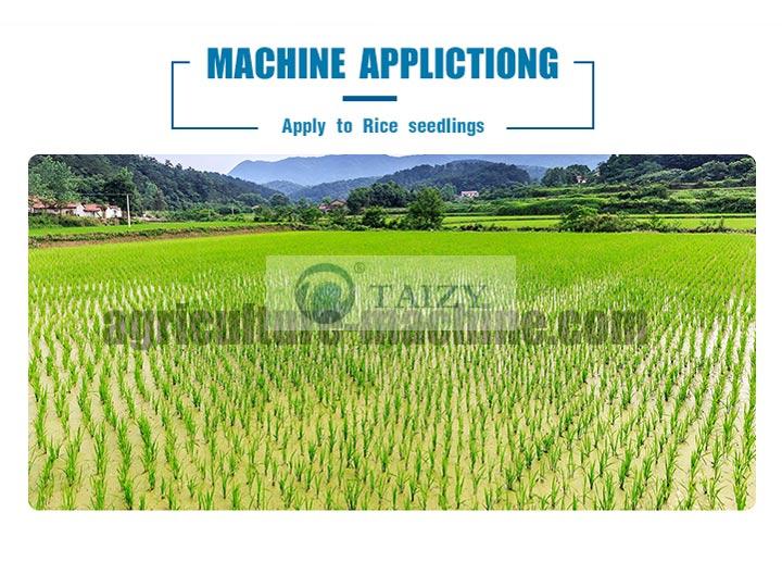 transplanting--rice transplanting--rice