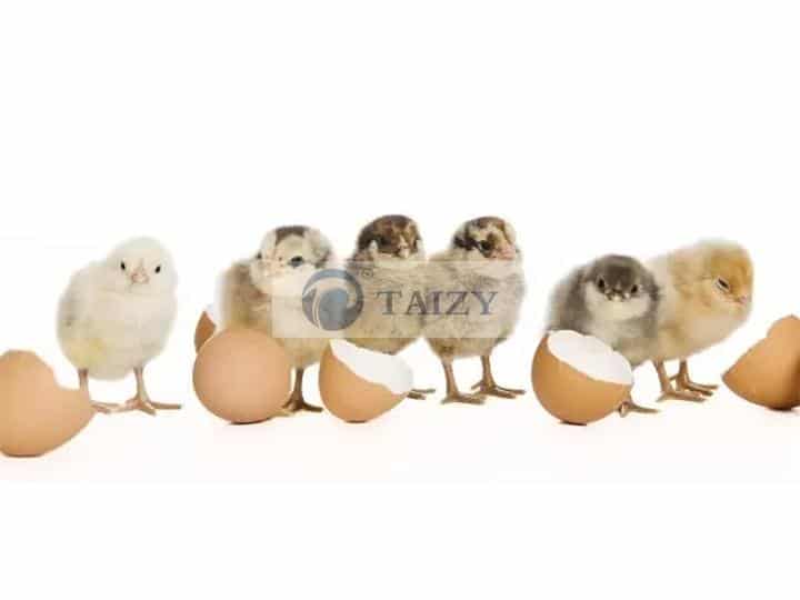 Chicken Egg Incubator | Hatching Machines | Brooder 2 Chicken Hatching