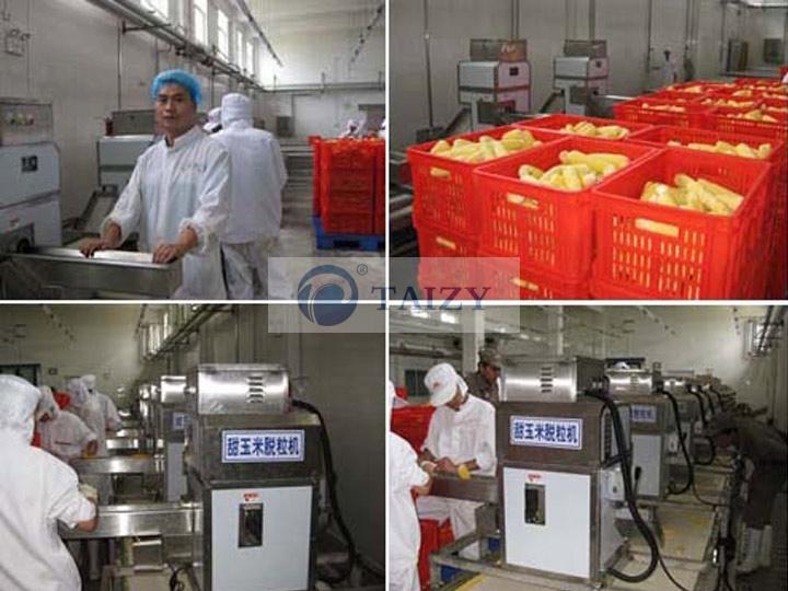 Sweet-corn-thresher-in-production-line