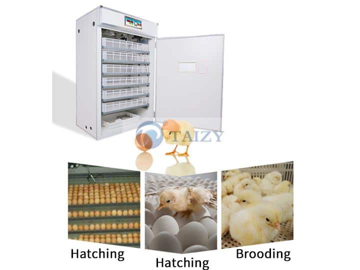 Incubadora de ovos de galinha | máquinas de incubação | chocadeira