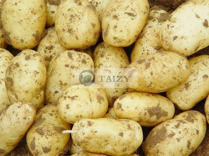 Kartoffel