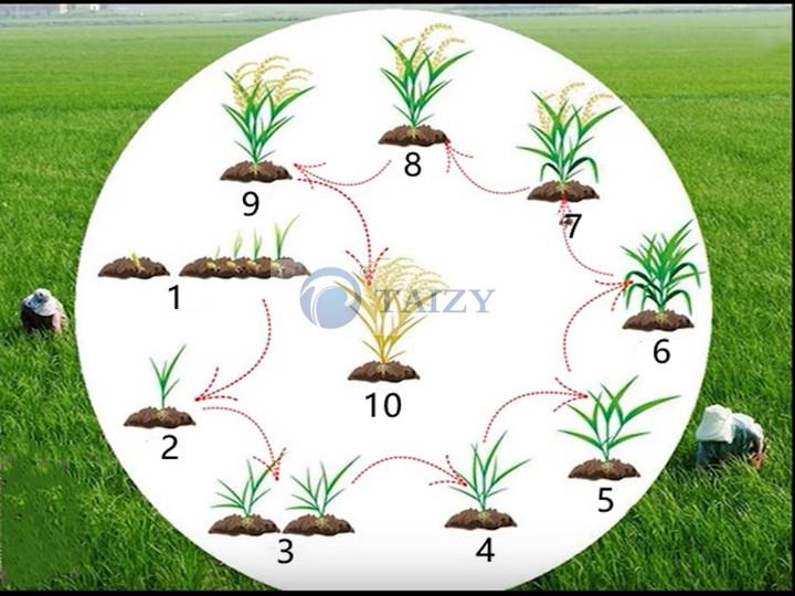 Rice From Planting To Harvest Growing Process Of Rice