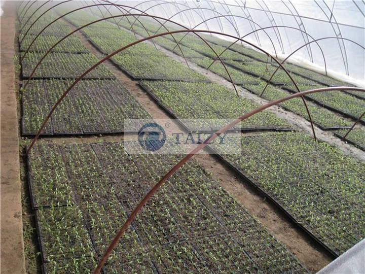 Greenhouse-plug-seedlings