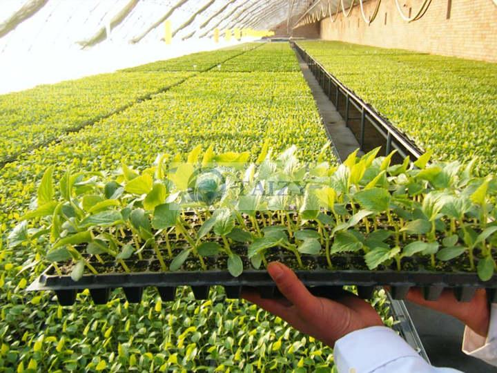 Greenhouse-tray-seedlings