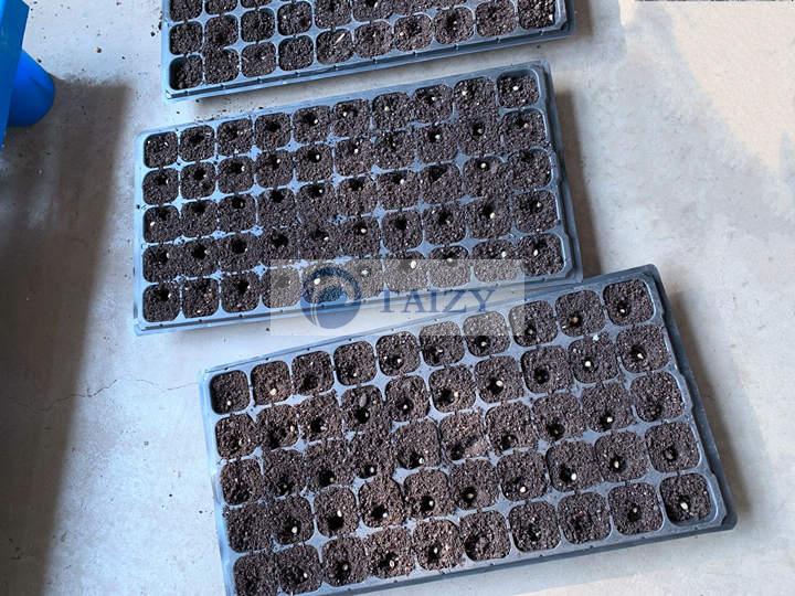 Plugs-filled-with-cultivation-media