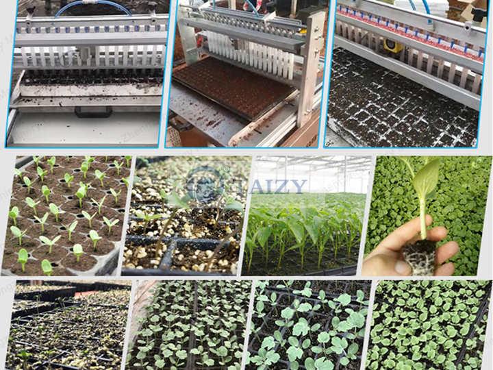 Use scene of plug seedling machine