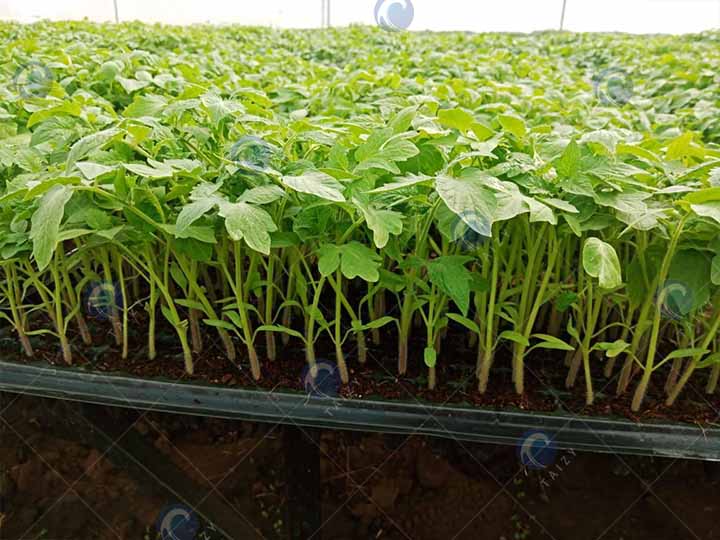 A tomato was grown by customers using seedling machines A tomato was grown by customers using seedling machines