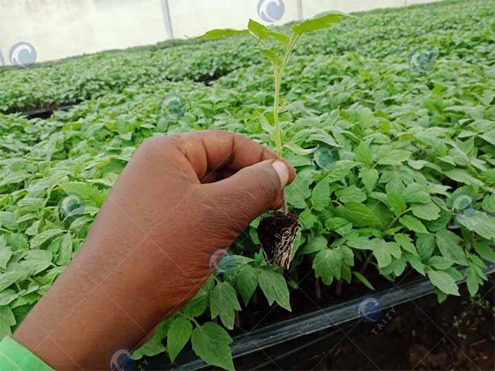 Tomato-seedlings-grown-by-customers-using-seedling-machines Tomato-seedlings-grown-by-customers-using-seedling-machines