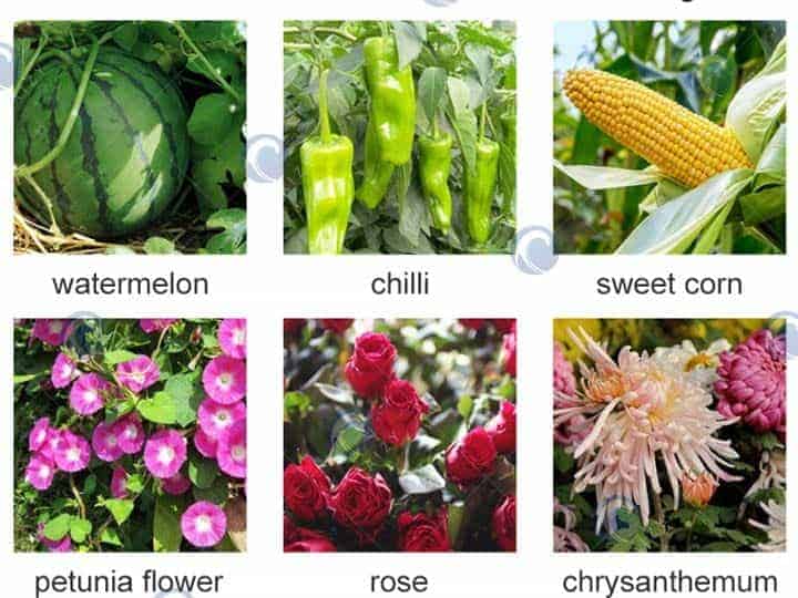 Flower Seeds Flower Seeds