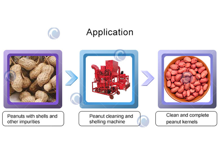 Peanut Kernels Processed By Peanut Sheller Peanut Kernels Processed By Peanut Sheller