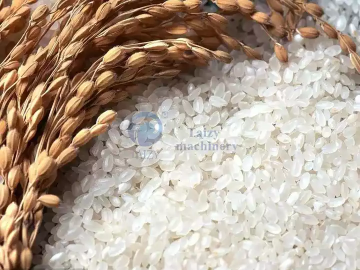 geschliffener Reis