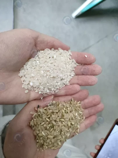 Gạo trắng và gạo lứt