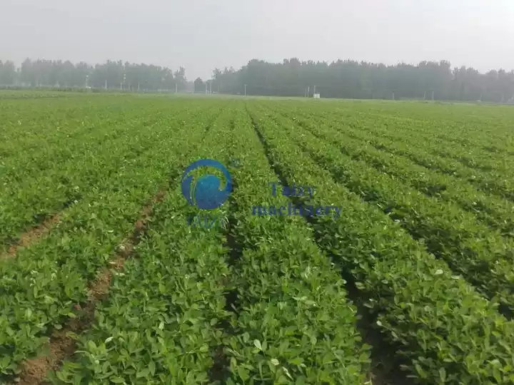 groundnut growth