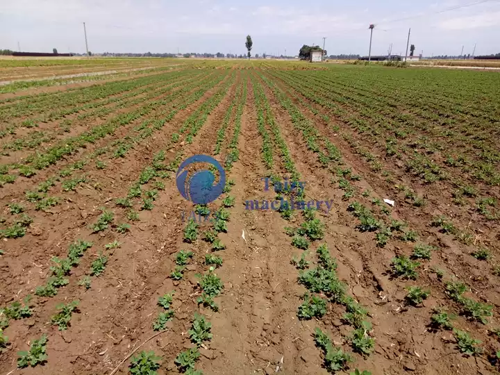 peanut sowing effect