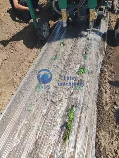 sebze dikim alanı