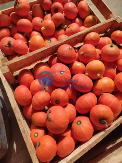 Hasat edilen kabaklar