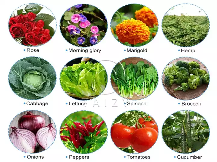 crops suitable for plug seeding