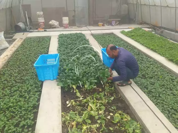 malaysia leaf vegetable greenhouse farm